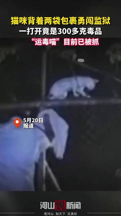 62109澳彩资料大全网最新:猫咪向监狱走私毒品
