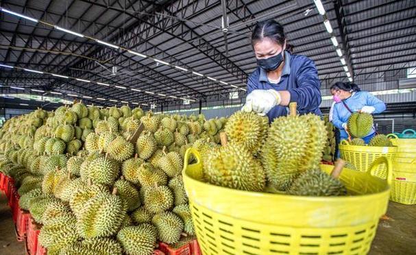 新澳2025年最新版资料柳媚花明:榴莲价格暴跌50%