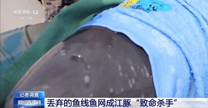 新澳彩免费长期资料大全:保护区里的疯狂垂钓
