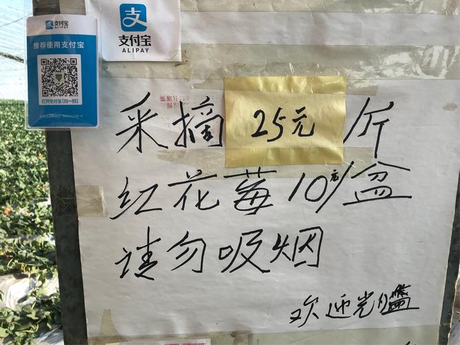 新澳2025年最新版资料柳媚花明:征婚小伙1天加1千人